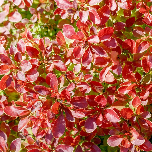 Japanese Barberry hedging