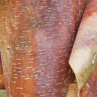 Betula albosinensis 'Kansu' Red Birch