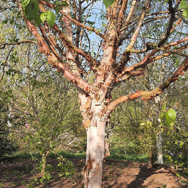 Betula albosinensis 'Kansu' Birch tree