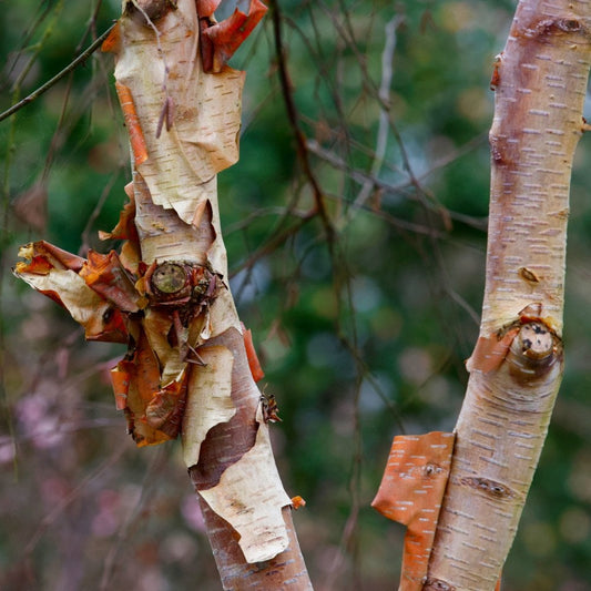 Betula albosinensis 'Pink Champagne' 