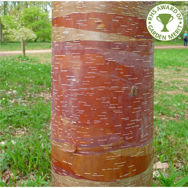 Betula albosinensis septentrionalis Birch tree