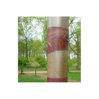 Betula albosinensis septentrionalis Red Bark Birch