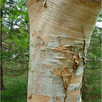 Betula ermanii tree