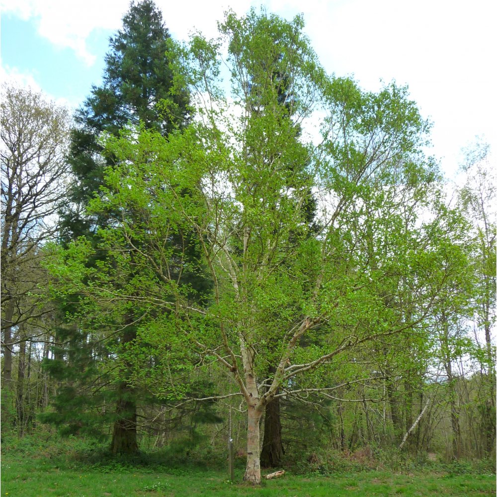 Mature Erman's Birch tree