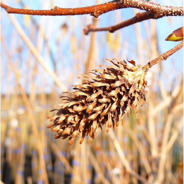 Erman's Birch catkin