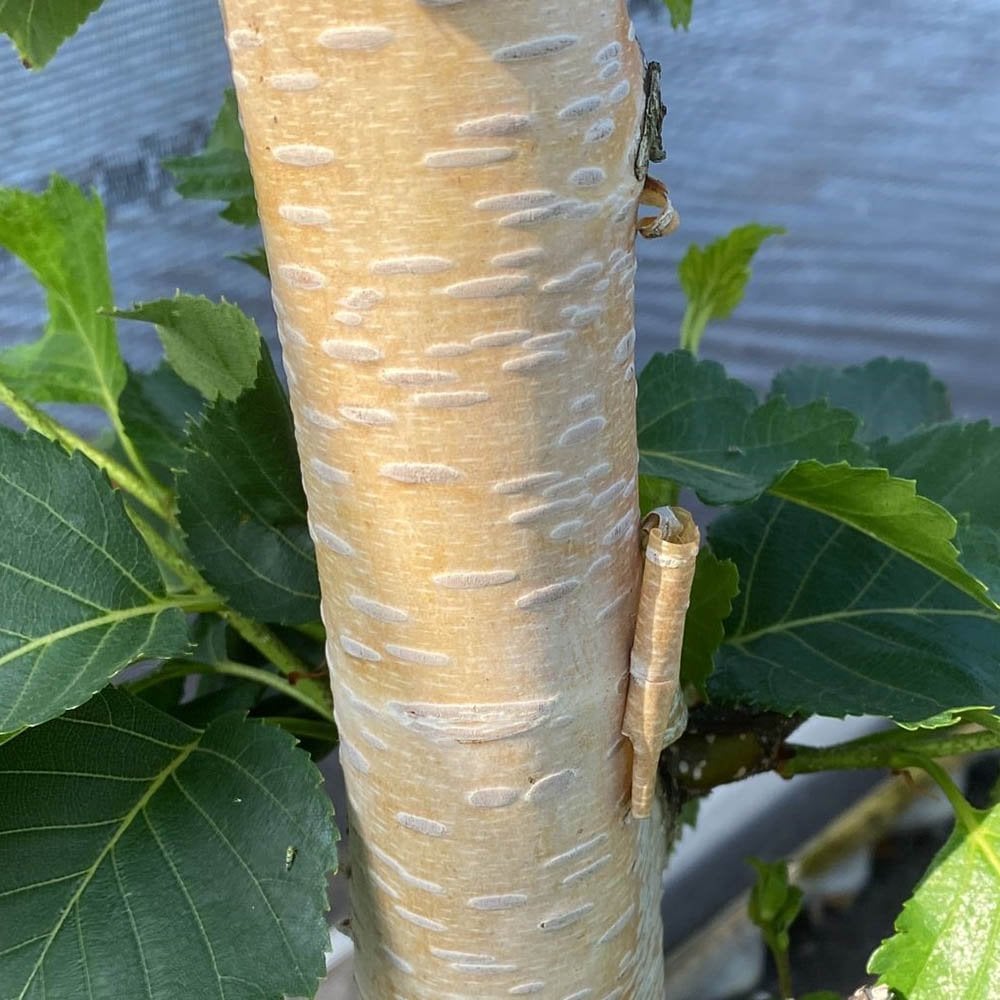 Betula ermanii White Chocolate