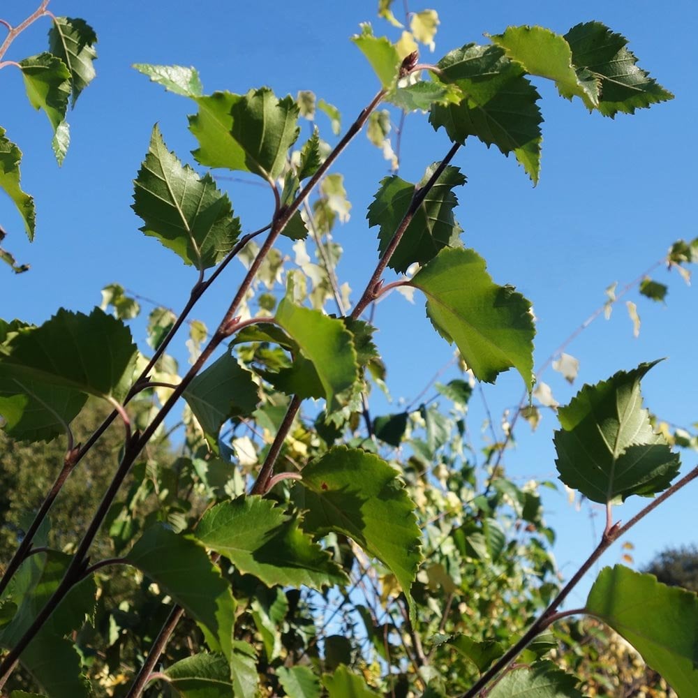 Foliage on Betula nigra 'Black Star'