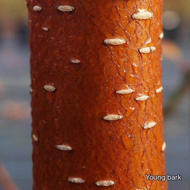 Young bark on Betula nigra 'Black Star'