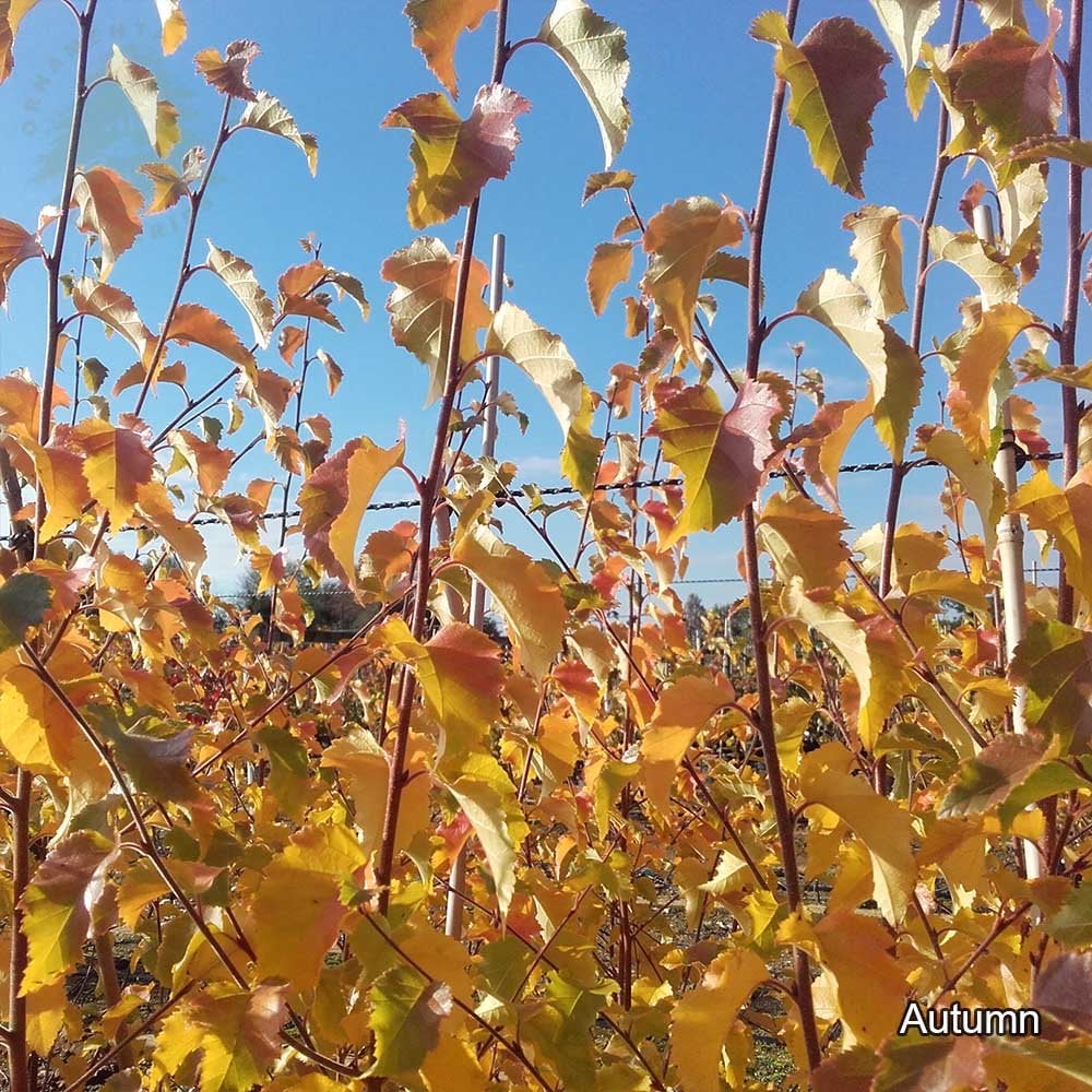 Autumn leaves on Betula nigra 'Black Star'