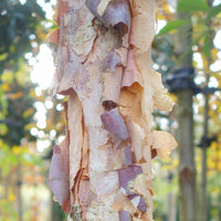 Betula nigra 'Black Star' River Birch tree