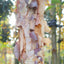 Betula nigra 'Black Star' River Birch tree