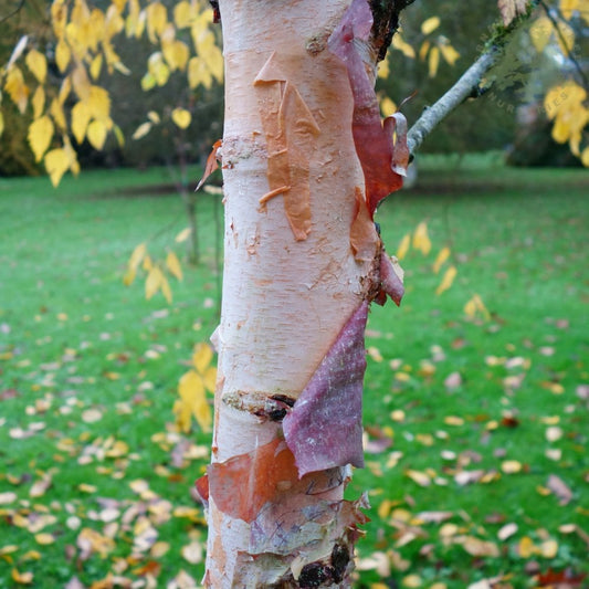 Betula nigra River Birch tree