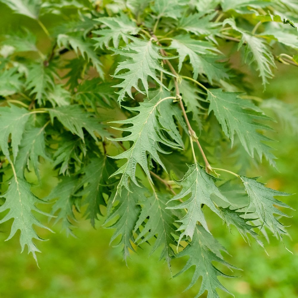 Betula pendula 'Dalecarlica' Swedish Birch