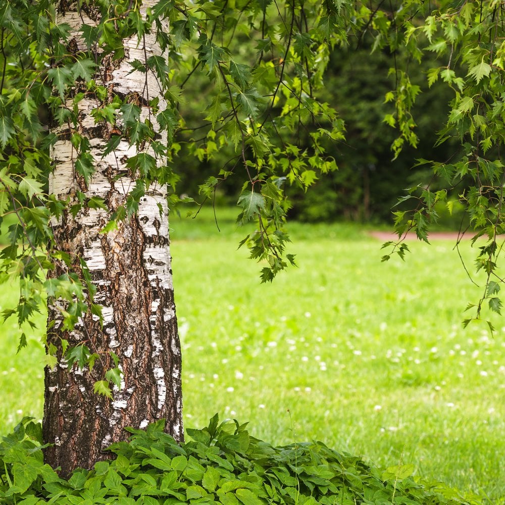 Betula pendula 'Dalecarlica' Birch trunk