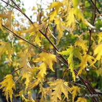 Betula pendula 'Dalecarlica' autumn foliage