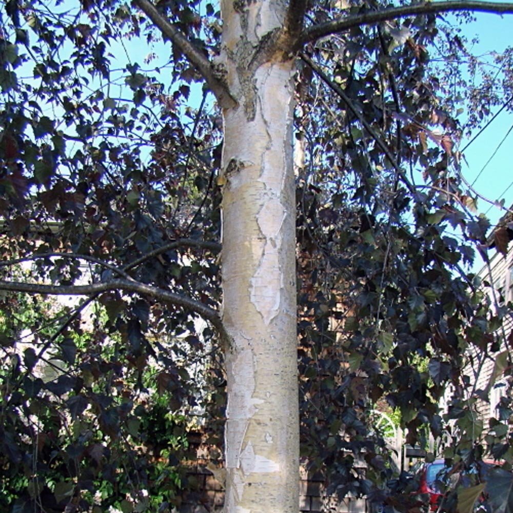 Betula pendula 'Dark Prince' tree