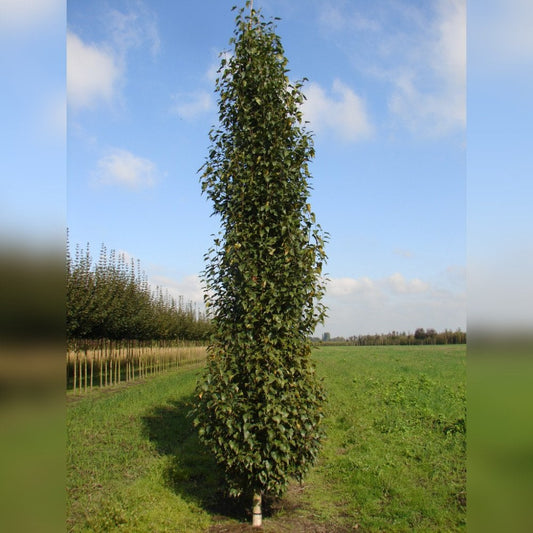 Betula pendula 'Fastigiata Joes' upright Birch