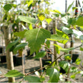 Betula pendula 'Fastigiata' Birch tree