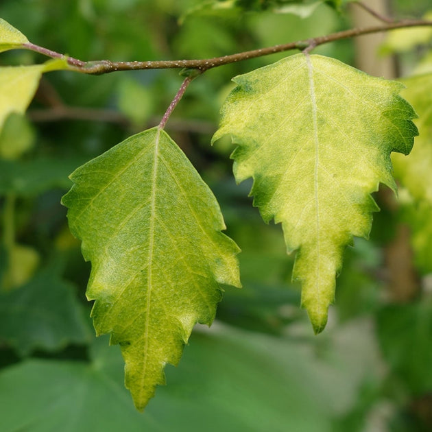 Gold foliage on Betula pendula 'Golden Beauty'