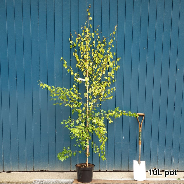 Betula 'Golden Beauty' Golden Birch tree in 10L pot