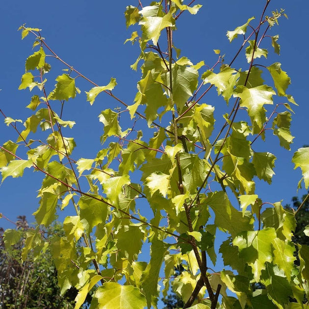 Betula pendula 'Golden Beauty' Birch tree