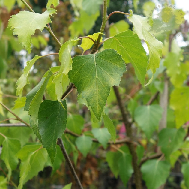 Betula pendula Golden Obelisk foliage