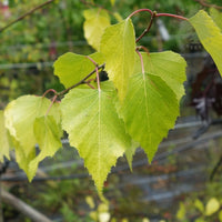 Betula pendula Golden Obelisk foliage