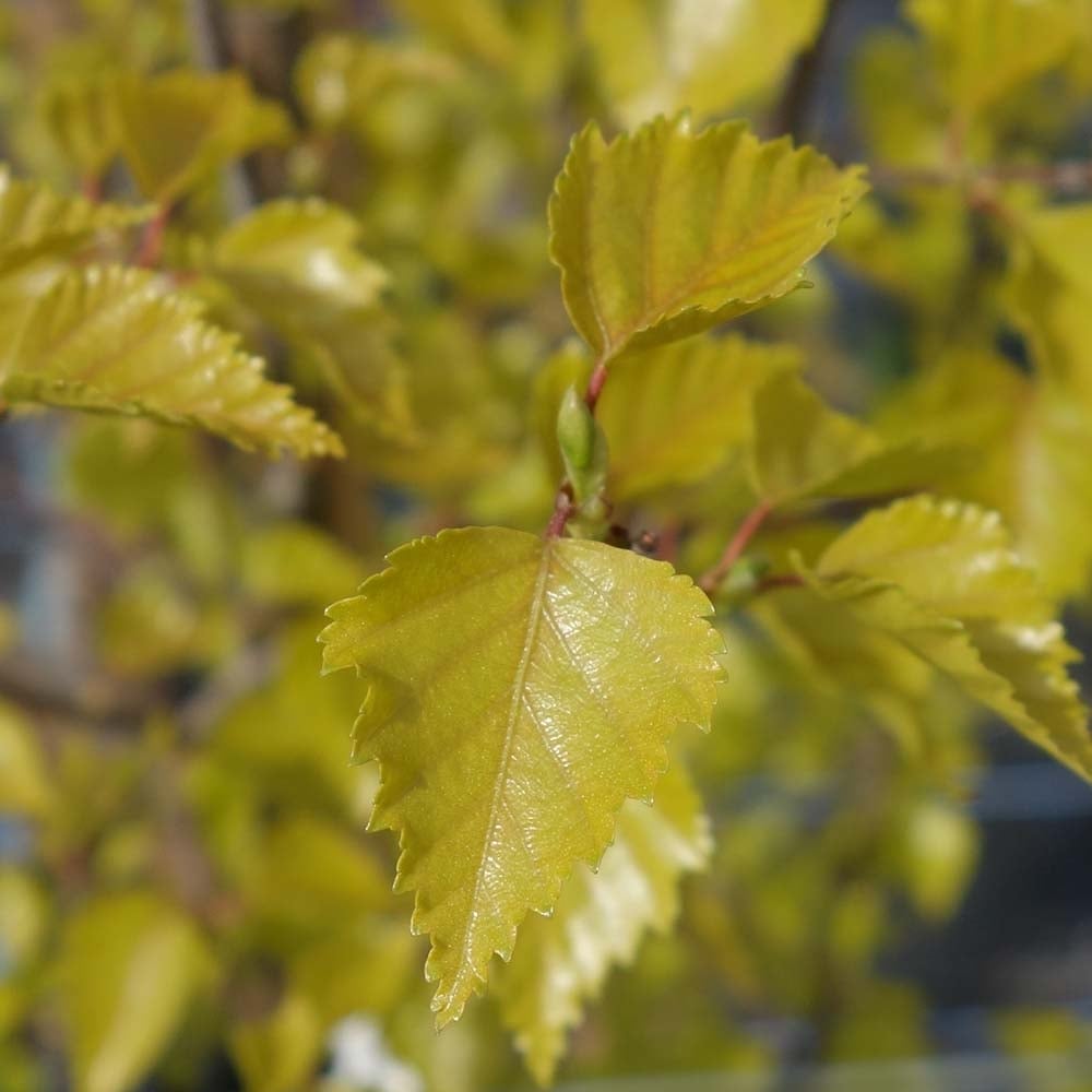 Betula pendula Golden Obelisk foliage