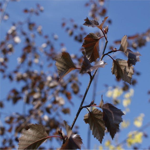 Betula pendula 'Purpurea' Birch tree