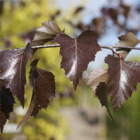 Betula pendula 'Purpurea' purple Birch leaves