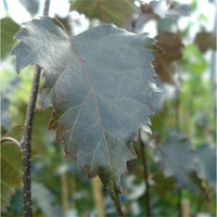 Betula pendula 'Purpurea' dark purple Birch leaves