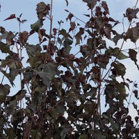 Betula 'Royal Frost' Birch