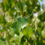 Betula pendula 'Spider Alley' Birch