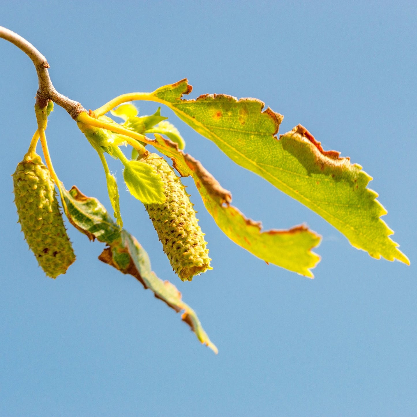 Betula pendula 'Spider Alley' Birch catkins