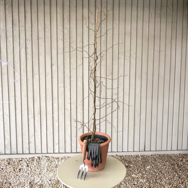 Betula pendula 'Spider Alley' tree in pot