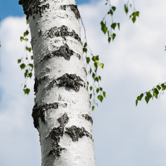 Betula pendula Silver Birch