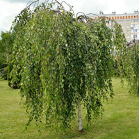 Betula pendula 'Youngii' Birch tree