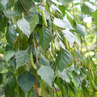 Leaves on Betula 'Youngii' Young’s Weeping Birch