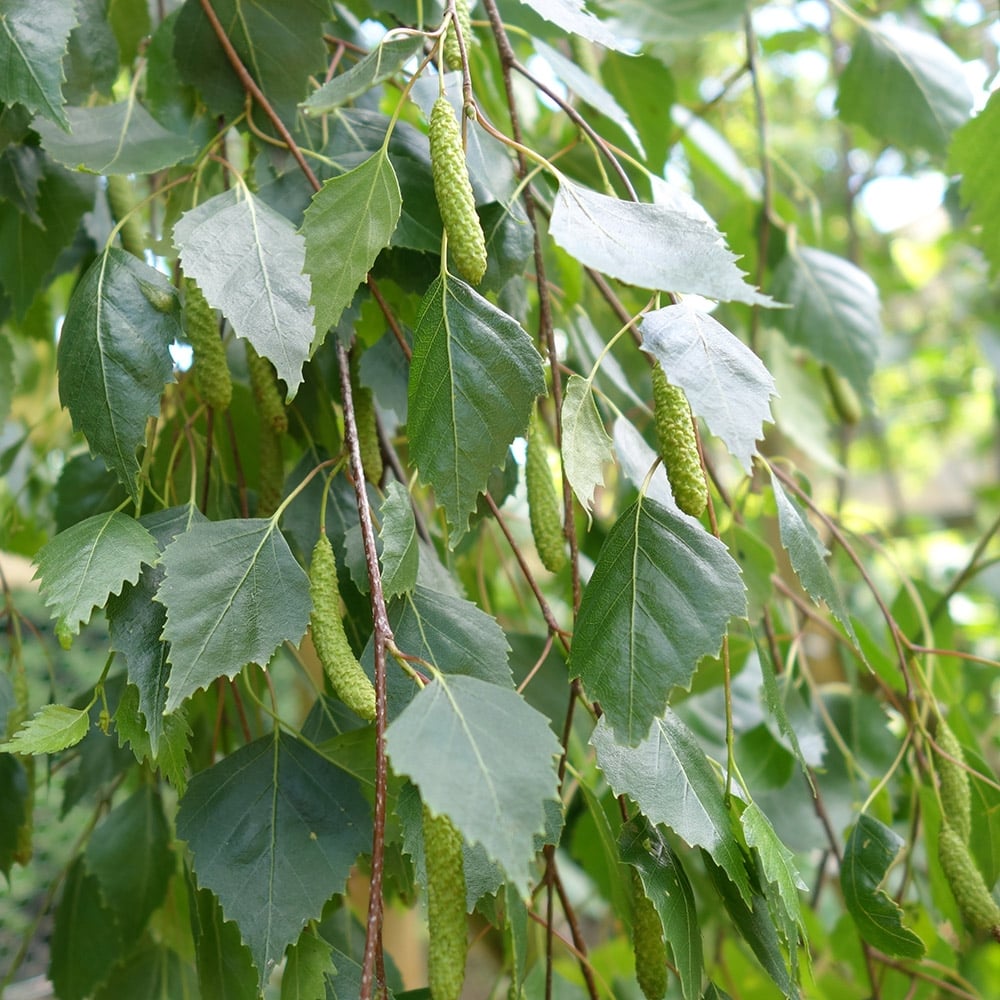 Leaves on Betula 'Youngii' Young’s Weeping Birch