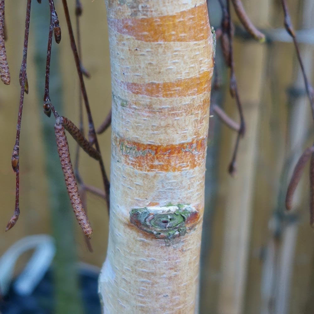 Betula pendula 'Youngii' white bark