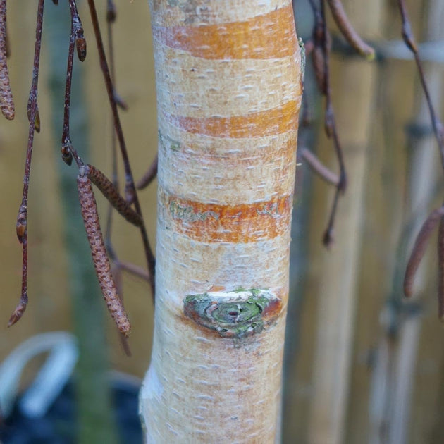 Betula pendula 'Youngii' white bark