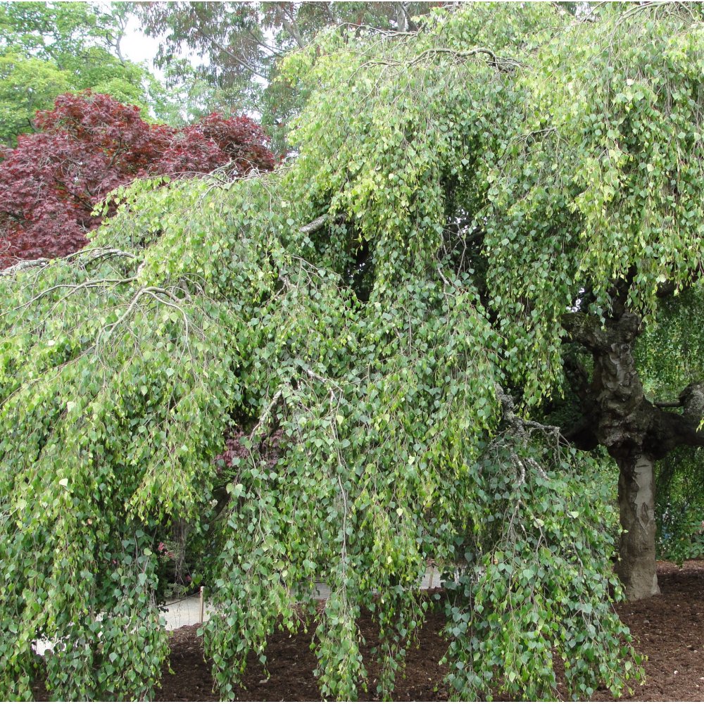 Betula pendula 'Youngii' mature weeping Birch tree