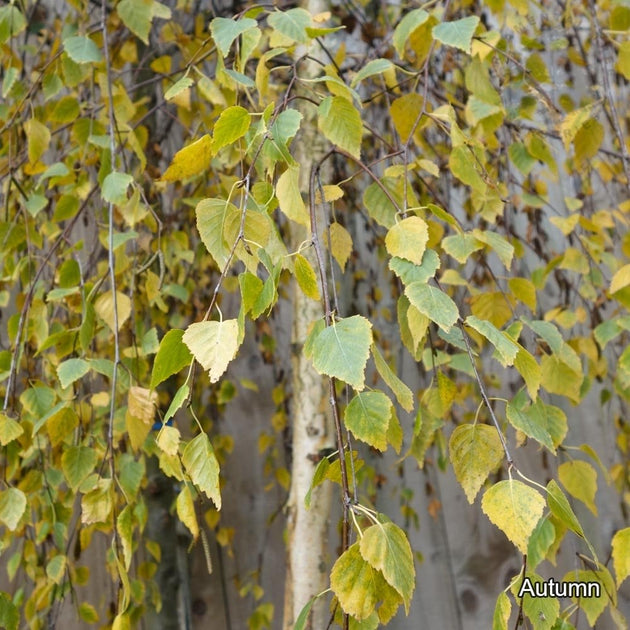 Betula 'Youngii' Young’s Weeping Birch autumn leaves