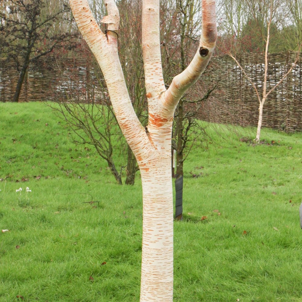 Betula utilis 'Forest Blush' Birch