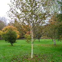 Betula utilis jacquemontii 'Doorenbos' Birch in garden