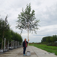 Mature Betula 'Doorenbos' Himalayan Birch tree