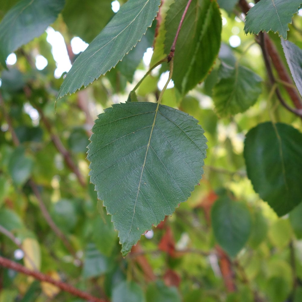 Betula utilis jacquemontii 'Doorenbos' foliage