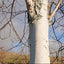 Betula utilis jacquemontii 'Doorenbos' Birch tree