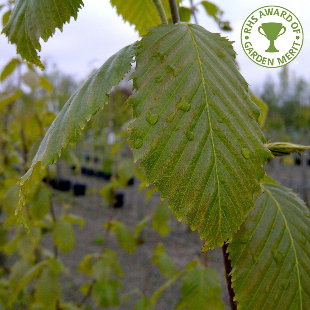 Betula utilis 'Grayswood Ghost' Birch leaves