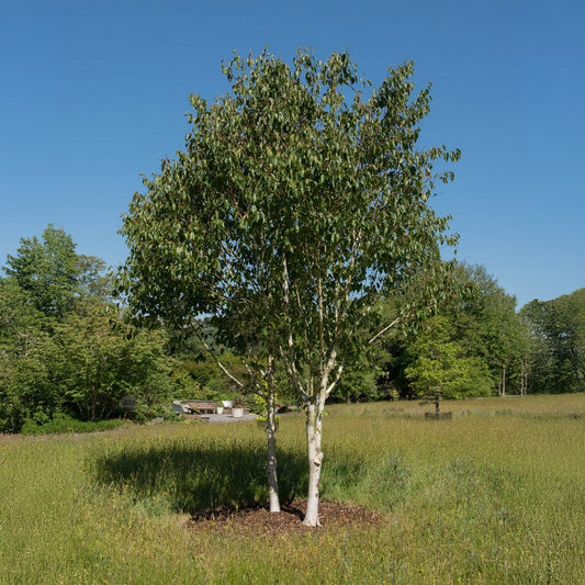 Betula utilis 'Grayswood Ghost' Birch